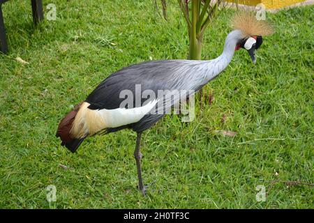 Afrique du Sud grue couronnée (Balearia regulorum) - photographiée au lac Muhazi au Rwanda, en Afrique, à l'est de la capitale Kigali Banque D'Images