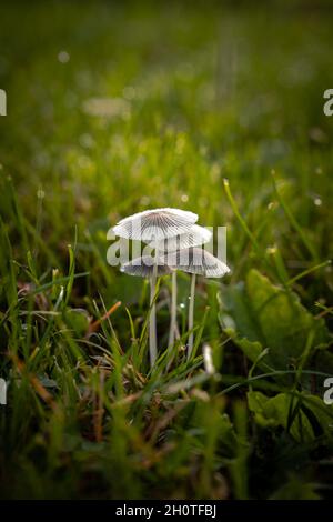 Vue macro latérale d'un groupe ou d'un groupe délicat de champignons et de casquettes ressemblant à un parapluie au lever du soleil avec rosée sur l'herbe verte Banque D'Images