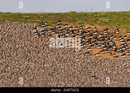 Un mélange de lieurs et de éleveurs d'huîtres dans les lagons de Gravel Pit juste au-delà de la côte à RSPB Snettisham sur la côte de Norfolk, Angleterre, Royaume-Uni Banque D'Images