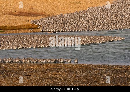 Un mélange de lieurs et de éleveurs d'huîtres dans les lagons de Gravel Pit juste au-delà de la côte à RSPB Snettisham sur la côte de Norfolk, Angleterre, Royaume-Uni Banque D'Images