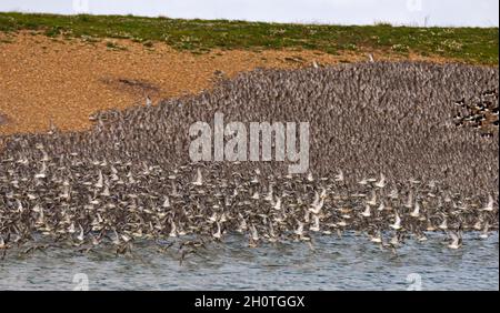 Un mélange de lieurs et de éleveurs d'huîtres dans les lagons de Gravel Pit juste au-delà de la côte à RSPB Snettisham sur la côte de Norfolk, Angleterre, Royaume-Uni Banque D'Images