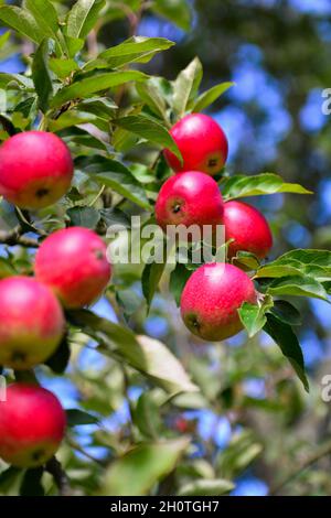 Pommes rouges brillantes sur une branche de pommier à feuilles Banque D'Images