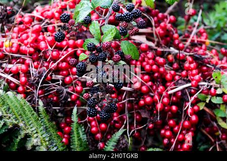 Gros plan sur les baies de Blackberries et de hedgerow rouges Banque D'Images