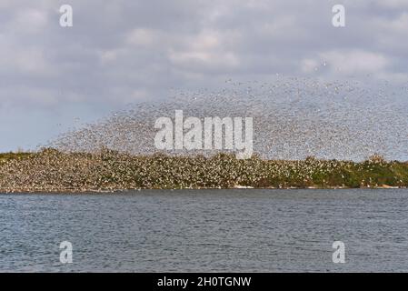 Un mélange de lieurs et de éleveurs d'huîtres dans les lagons de Gravel Pit juste au-delà de la côte à RSPB Snettisham sur la côte de Norfolk, Angleterre, Royaume-Uni Banque D'Images