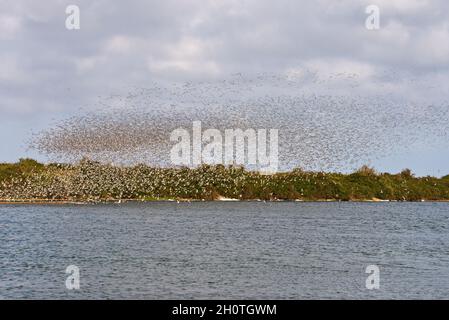 Un mélange de lieurs et de éleveurs d'huîtres dans les lagons de Gravel Pit juste au-delà de la côte à RSPB Snettisham sur la côte de Norfolk, Angleterre, Royaume-Uni Banque D'Images