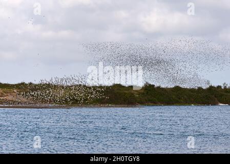 Un mélange de lieurs et de éleveurs d'huîtres dans les lagons de Gravel Pit juste au-delà de la côte à RSPB Snettisham sur la côte de Norfolk, Angleterre, Royaume-Uni Banque D'Images