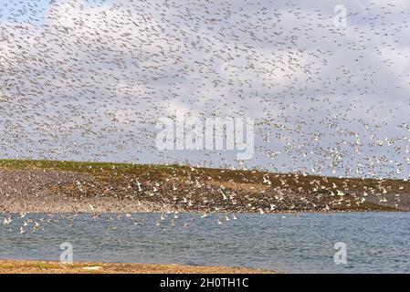 Un mélange de lieurs et de éleveurs d'huîtres dans les lagons de Gravel Pit juste au-delà de la côte à RSPB Snettisham sur la côte de Norfolk, Angleterre, Royaume-Uni Banque D'Images