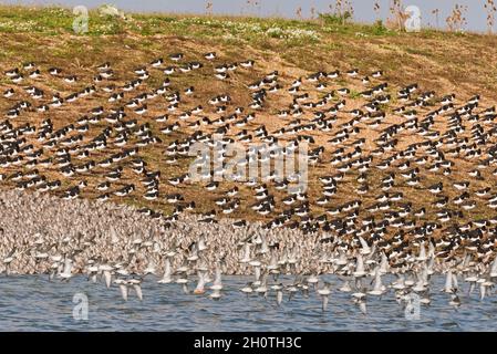 Un mélange de lieurs et de éleveurs d'huîtres dans les lagons de Gravel Pit juste au-delà de la côte à RSPB Snettisham sur la côte de Norfolk, Angleterre, Royaume-Uni Banque D'Images