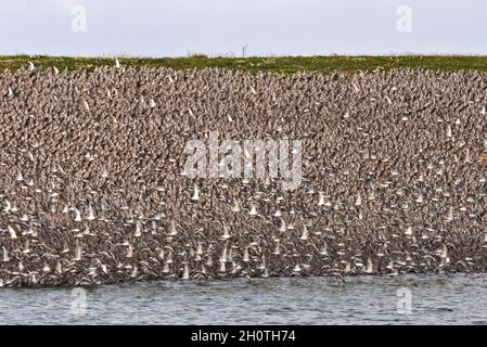 Un mélange de lieurs et de éleveurs d'huîtres dans les lagons de Gravel Pit juste au-delà de la côte à RSPB Snettisham sur la côte de Norfolk, Angleterre, Royaume-Uni Banque D'Images