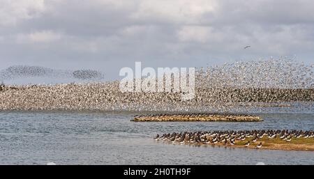 Un mélange de lieurs et de éleveurs d'huîtres dans les lagons de Gravel Pit juste au-delà de la côte à RSPB Snettisham sur la côte de Norfolk, Angleterre, Royaume-Uni Banque D'Images