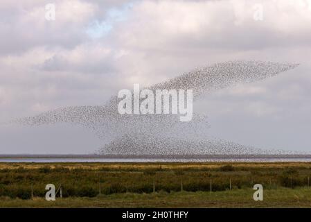 Un mélange de lieurs et d'huîtres en vol et effectuant des murmures au-dessus de RSPB Snettisham sur la côte de Norfolk, Angleterre, Royaume-Uni Banque D'Images