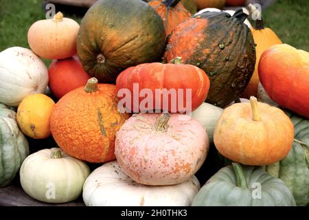 Gros plan d'un tas de variétés de squash sur la table en bois Banque D'Images