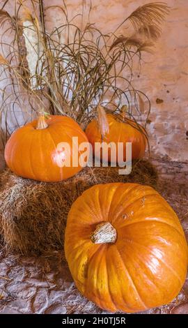 Trois citrouilles prêtes pour halloween Thanksgiving Banque D'Images