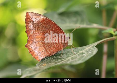 Palmfly commun(Elymnias hypermnestra hainana) papillon et feuille verte, un beau papillon coloré reposant sur la feuille verte dans le jardin Banque D'Images