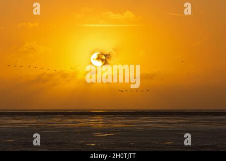 Mélange de lieurs et de éleveurs d'huîtres en vol et murmures au coucher du soleil au-dessus de RSPB Snettisham sur la côte de Norfolk, Angleterre, Royaume-Uni Banque D'Images