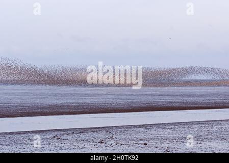 Un mélange de lieurs et d'huîtres en vol et effectuant des murmures au-dessus de RSPB Snettisham sur la côte de Norfolk, Angleterre, Royaume-Uni Banque D'Images