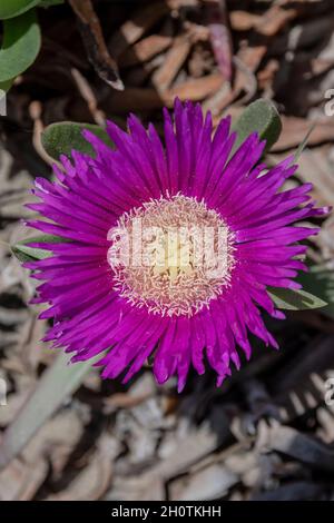 Gros plan d'une fleur de Carpobrotus edulis Banque D'Images