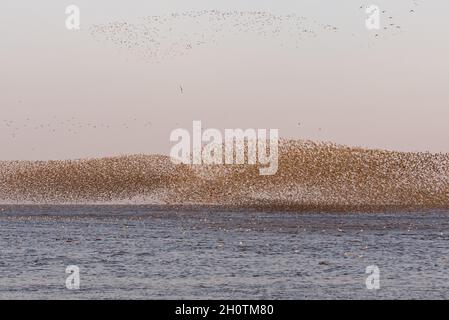 Un mélange de lieurs et d'huîtres en vol et effectuant des murmures au-dessus de RSPB Snettisham sur la côte de Norfolk, Angleterre, Royaume-Uni Banque D'Images