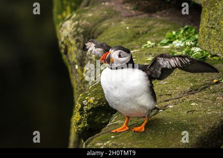 Macareux de l'Atlantique debout sur le bord d'une falaise avec ses ailes étirées Banque D'Images