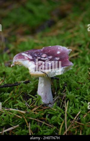 Un champignon vraiment gravement affecté Banque D'Images