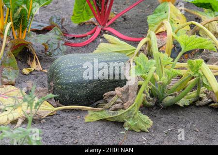 Courgettes vertes dans l'agriculture et la récolte.Courgettes poussant dans le jardin rustique.Culture de légumes à la maison, gros plan.Ouvrir le lit plat du sol dans l'ga Banque D'Images