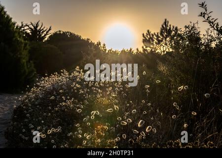 petites graines de plantes brillantes brillant dans le soleil levant Banque D'Images