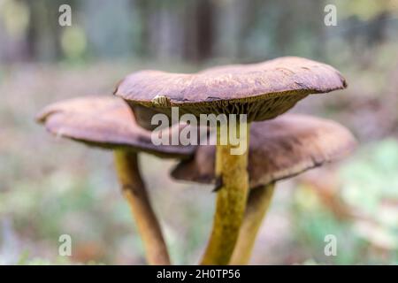 trois champignons de violette disposés dans les bois Banque D'Images