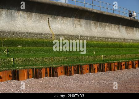 La chaux verte sur les marches et les piles de tôle d'acier le long de la digue de Teignmouth à marée basse. Banque D'Images