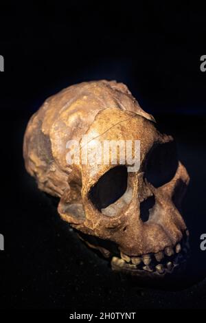 Australopithecus Africanus Dart est une espèce éteinte d'australopithine qui a vécu de 3.67 à 2 millions d'années dans le Pliocène moyen à Earl Banque D'Images