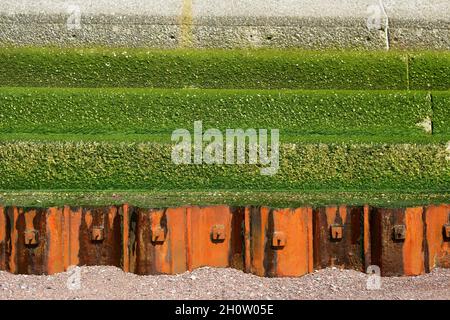 La chaux verte sur les marches et les piles de tôle d'acier le long de la digue de Teignmouth à marée basse. Banque D'Images