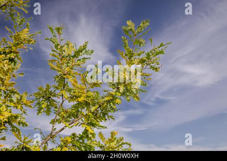 Gros plan des branches et des feuilles d'un chêne Pedunculate, quercus robur, en couleurs d'automne sur un fond de ciel bleu avec des nuages de voile, Banque D'Images