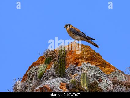 Un Kestrel américain (Falco sparverius) sur un rocher.Cuzco, Pérou, Amérique du Sud. Banque D'Images