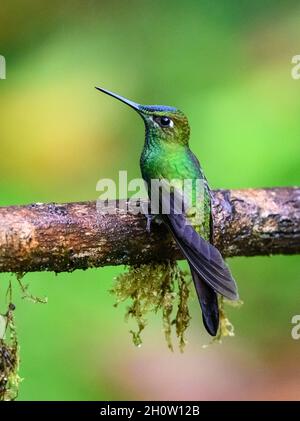 Un colibri brillant à la façade violette (Heliodoxa leadbeateri) perché sur une branche.Cuzco, Pérou, Amérique du Sud. Banque D'Images