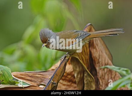 Aileron à front rouillé (Actinodura egertoni egertoni) adulte perché sur une feuille morte Arunachal Pradesh, IndeFévrier Banque D'Images