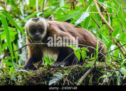 Un singe capuchin () à capuchon noir dans la forêt.Parc national de Manu, Cuzco, Pérou, Amérique du Sud. Banque D'Images