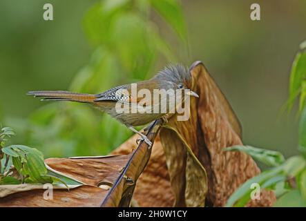 Aileron à front rouillé (Actinodura egertoni egertoni) adulte perché sur une feuille morte Arunachal Pradesh, IndeFévrier Banque D'Images