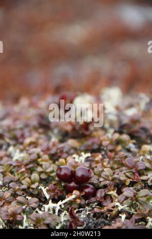 Canneberges ou mûres mûres poussant sur la toundra arctique avec des feuilles changeant de couleur automnale, trouvées près d'Arviat, Nunavut Banque D'Images