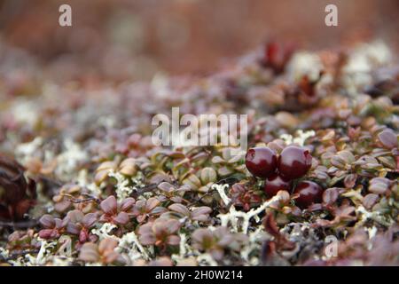 Canneberges ou mûres mûres poussant sur la toundra arctique avec des feuilles changeant de couleur automnale, trouvées près d'Arviat, Nunavut Banque D'Images