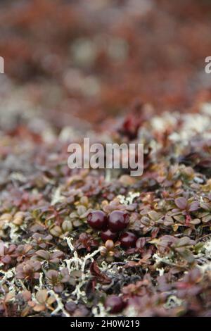 Canneberges ou mûres mûres poussant sur la toundra arctique avec des feuilles changeant de couleur automnale, trouvées près d'Arviat, Nunavut Banque D'Images