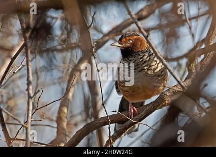 Laughingthrush tachetée (Garrulax ocellatus ocellatus) adulte perchée dans le sanctuaire de la vie sauvage de Bush Eaglenest, Arunachal Pradesh, IndeJanvier Banque D'Images