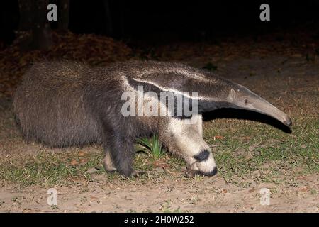 Anteater géant, Pouso Alegre, MT, Brésil, septembre 2017 Banque D'Images