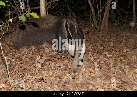 Anteater géant, Pouso Alegre, MT, Brésil, septembre 2017 Banque D'Images