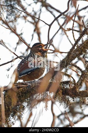 Laughingthrush tachetée (Garrulax ocellatus ocellatus) adulte perchée dans le sanctuaire de la faune d'Eaglenest, Arunachal Pradesh, IndeOui Banque D'Images