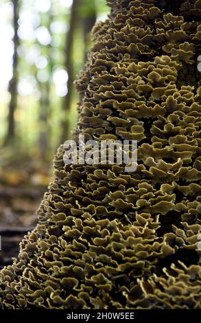 Groupe de champignons en forme de crochet Trametes de queue de dinde champignons Versicolor poussant sur le tronc d'arbre mort dans une forêt d'automne Banque D'Images