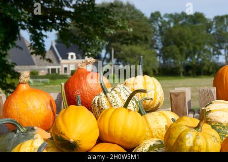 Gourdes en vente sur un marché agricole en automne.Divers types, tailles et variétés de gourdes en caisses en bois. Banque D'Images