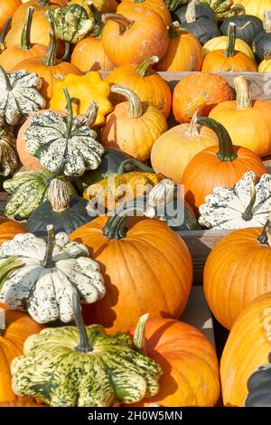 Gourdes en vente sur un marché agricole en automne.Divers types, tailles et variétés de gourdes.Image verticale. Banque D'Images