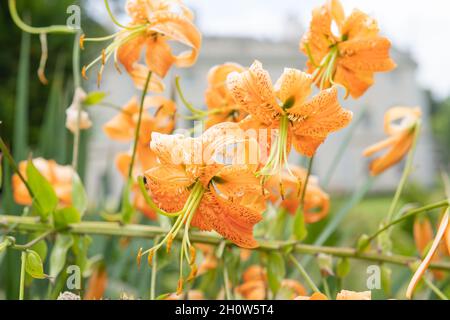 Le lis de tigre (lilium henryi) fleurit Banque D'Images