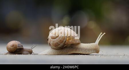 escargot d'enfant après l'escargot de la mère, petit et grand escargot sur leur chemin Banque D'Images