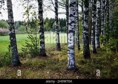 Bouleaux par prairie à Uukuniemi, dans l'est de la Finlande Banque D'Images