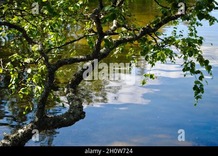 Bouleau au-dessus du lac Pyhäjärvi dans l'est de la Finlande Banque D'Images